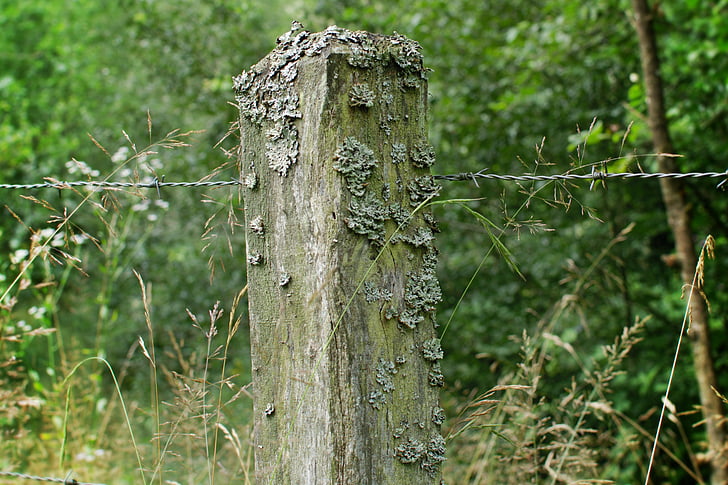 wooden posts, post, barbed wire, fence, pasture, pasture fence, wiring