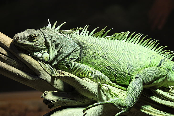 iguana, reptilă, soparla, animale sălbatice, nici un popor, animale in salbaticie, un animal