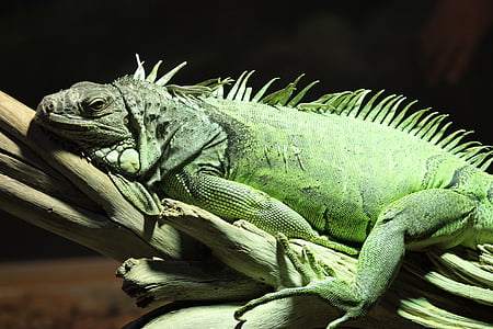 Iguana, Reptile, øgle, dyr dyr, Ingen mennesker, dyr i naturen, en dyr