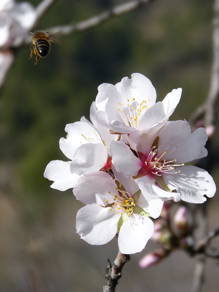 Biene, fliegen, Mandel-Blume, Libar, fliegen