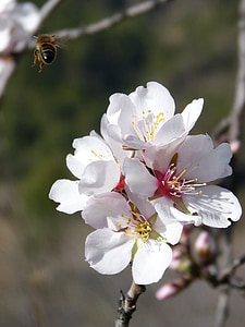 μέλισσα, που φέρουν, ανθέων αμυγδαλιάς, Libar, μύγα