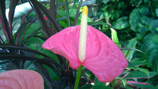 plant, exceptional, pink, white, yellow, kiev, botanical garden