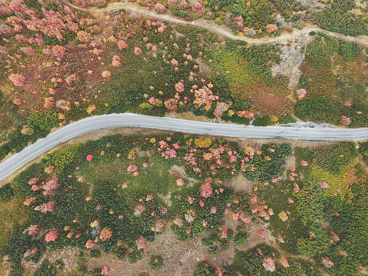 google, map, illustration, road, aerial view, looking down, leaf