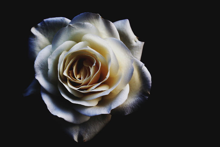flor, flor, flor, Rosa, blanc blau, fons negre, Rosa - flor