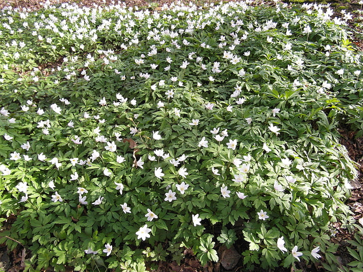 Raakmoor, flori, alb, Moor, primavara, verde