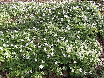 Raakmoor, virágok, fehér, Moor, tavaszi, zöld