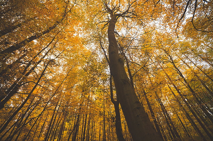 jesen, grane, jesen, šuma, niski kut je pucao, priroda, na otvorenom