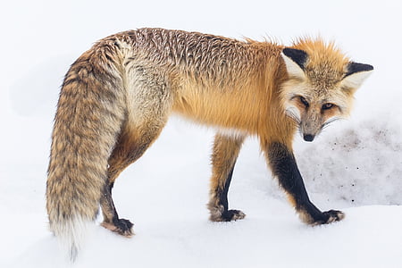 red fox, wildlife, snow, winter, portrait, walking, nature