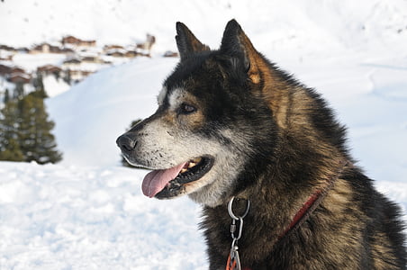 hond, slee, dier, sneeuw, winter, koude temperatuur, huisdieren