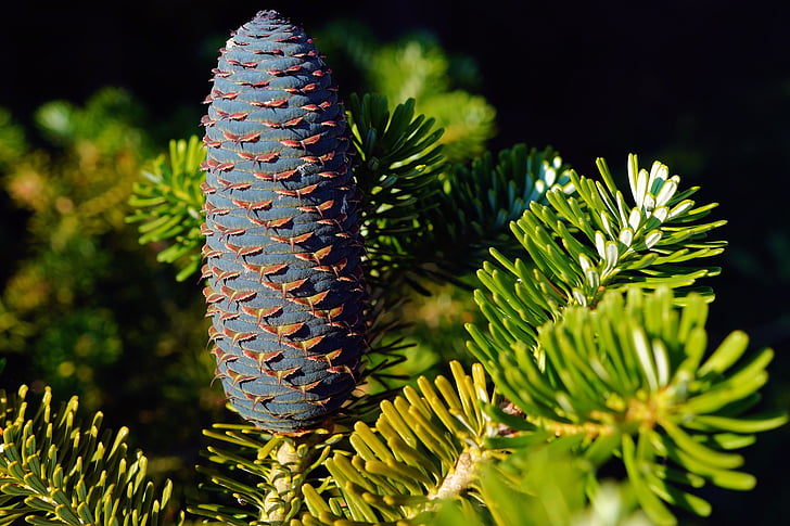 pine cones, fir, tannenzweig, tap, nature, forest, pine-like