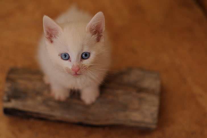 liten lur, hvite katten, blå øyne, mat-skitne, stående, rovdyr