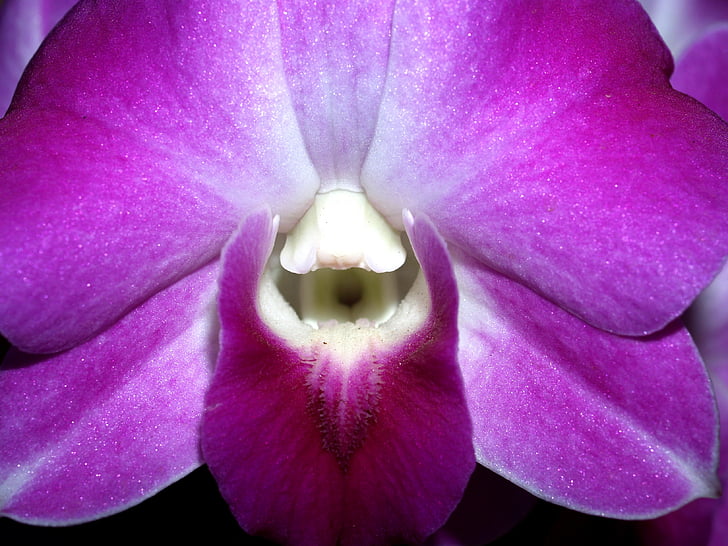 orchid, flower, bright, violet, flora, growth, decoration