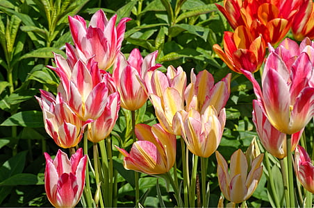 tulipanes, floración, primavera, rojo, flor, colorido, flor
