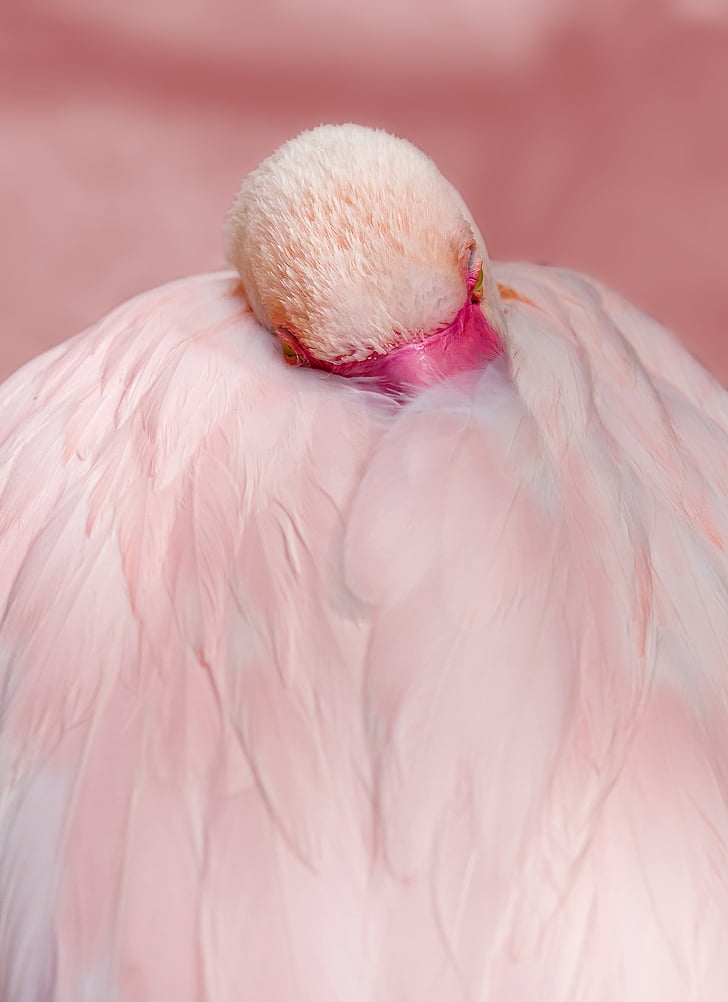 Flamingo, rozā, putns, ūdens putnu, spalva, rozā flamingo, eksotiski