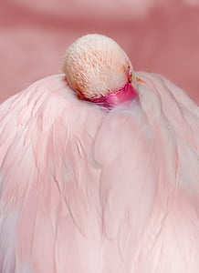 flamingo, pink, bird, water bird, feather, pink flamingo, exotic