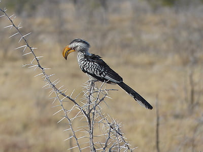 toko beccogiallo, uccello, Safari, Parco nazionale di Etosha, disegno di legge