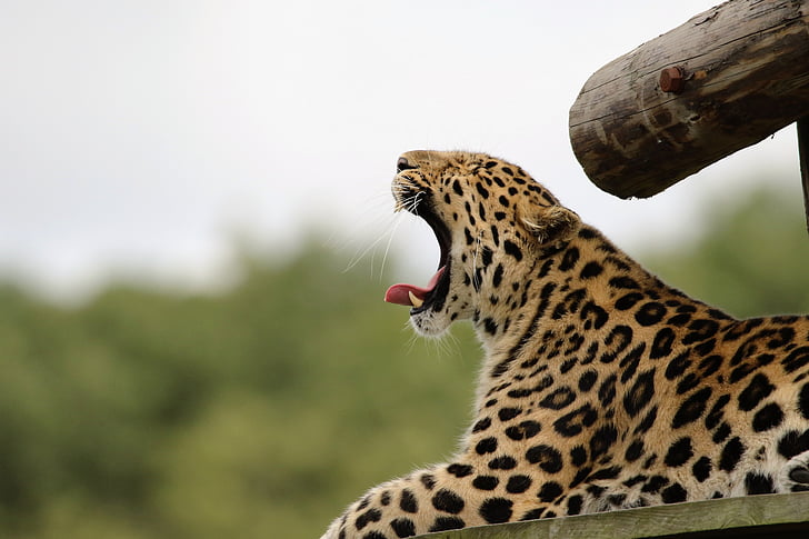 leopardo, gato grande, puntos, naturaleza, animal, natural, mamíferos
