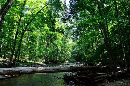floden, naturen, skogen, Woods, Creek, Stream, fredliga