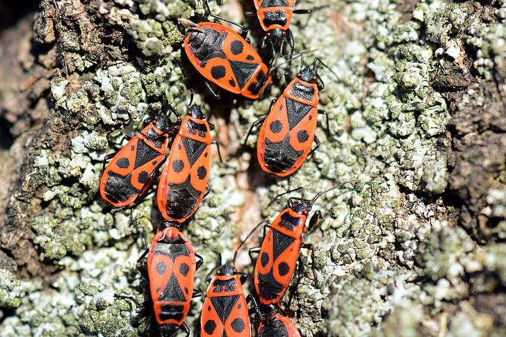 fire bug, pyrrhocoris apterus, reproduction, red and black masks beetle, insect, pairing, close