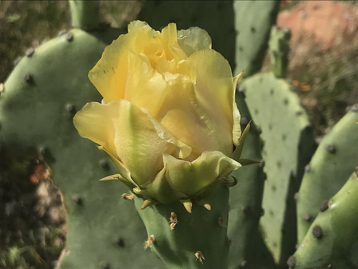 Cactus, bloem, Bloom, prickly pear, geel, zonnige, helder