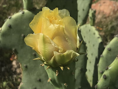 cactus, flower, bloom, prickly pear, yellow, sunny, bright