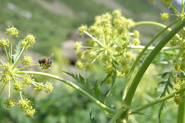 έντομο, μέλισσα, φυτό, φύση, Κίτρινο, πράσινο, φυσικό