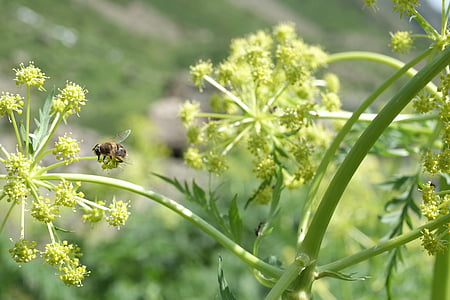 kukac, pčela, biljka, priroda, žuta, zelena, prirodni