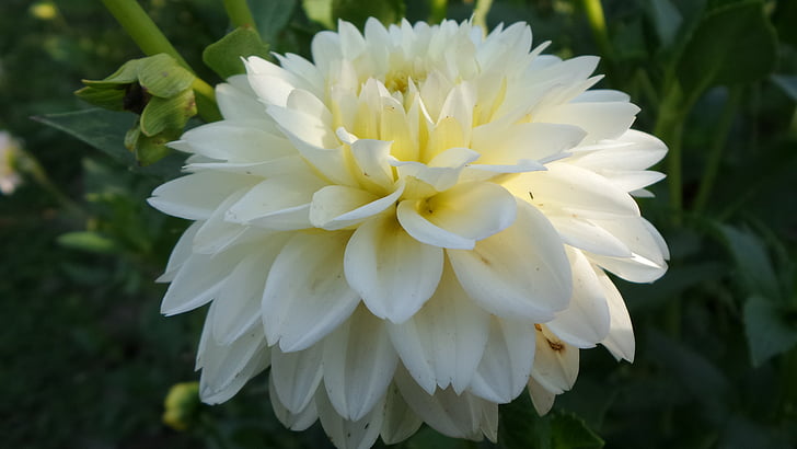 valkoinen, Dahlia, kukka
