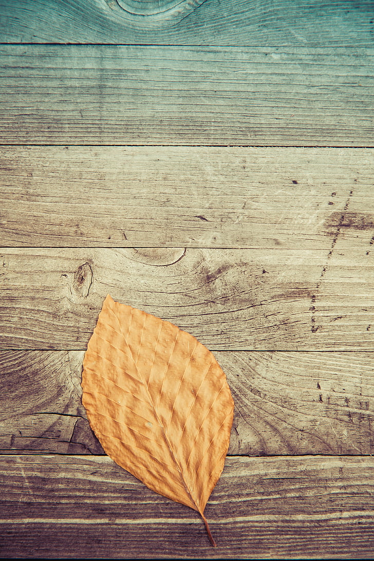 leaf, fall, autumn, wooden, pattern, wood - material, table