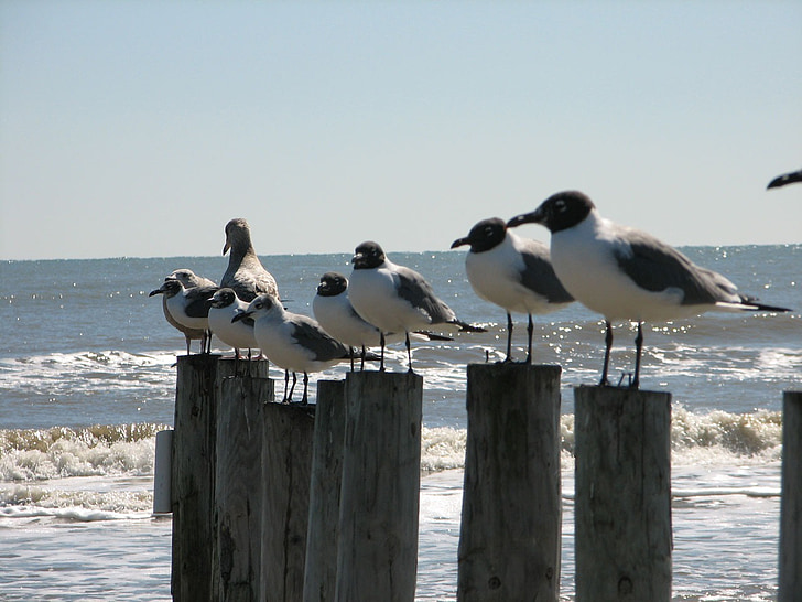 seagulls, gulf, ocean, sky, sand, birds, wings