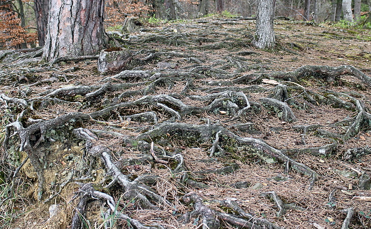 forest floor, root, overgrown, gnarled, root system, nature, forest