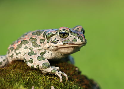 frog, toad, moss, camo, tsarevna, croak, amphibian
