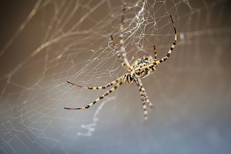 edderkopp, sterk, spindelvev