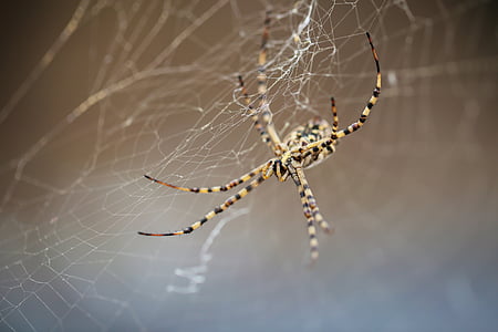 araña, fuerte, tela de araña