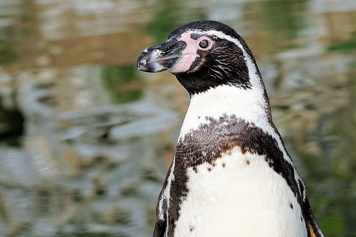 Pingüino de, pájaro, animal, mundo animal, pájaro del agua, agua, proyecto de ley