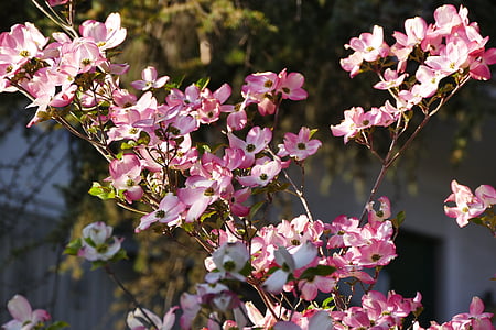 spring, meran, still life, flowers, close, south tyrol, pink Color