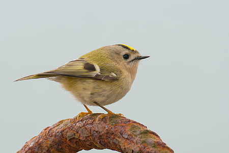 goldcrest, regulus regulus, bird, songbird, small, nature, migratory bird