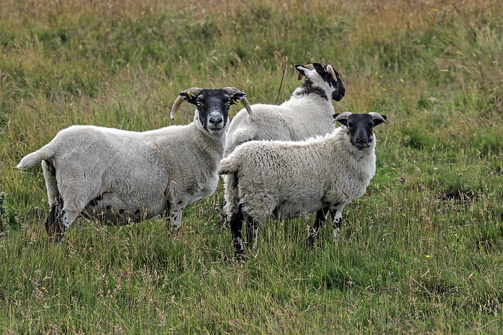 Schafe, Highlands und Inseln, Scottish blackface, Hörner, Schottland, Vereinigtes Königreich