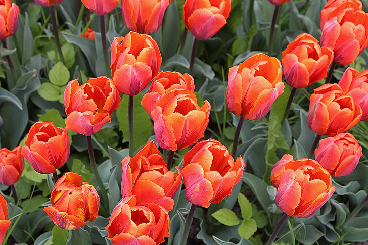 tulpės, Tulipa, Lelija, Liliaceae, sodo augalų, schnittblume, spalva