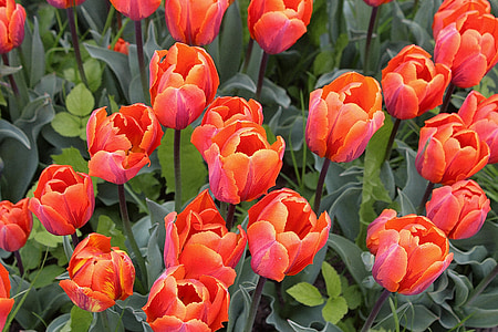 tulipán, Tulipa, liliom, Liliomfélék, kerti növény, schnittblume, szín