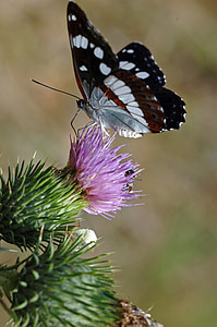 insect, butterfly, moth, thistle, butterfly short tail, animal