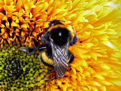 bumble-bee, insect, flower, sunflower, nature, bee, yellow