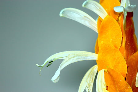 Μπανάνα κίτρινο λουλούδι, αντίκα τέχνης, άνοιξε το στόμα Τσιτσέουα