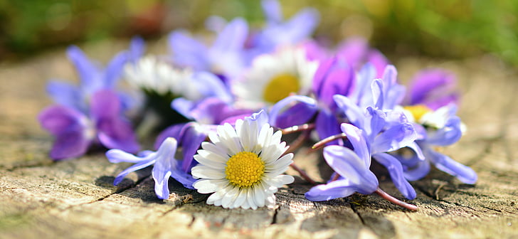 Margarita, flores, primavera, floración de primavera, sala de, violeta, flor
