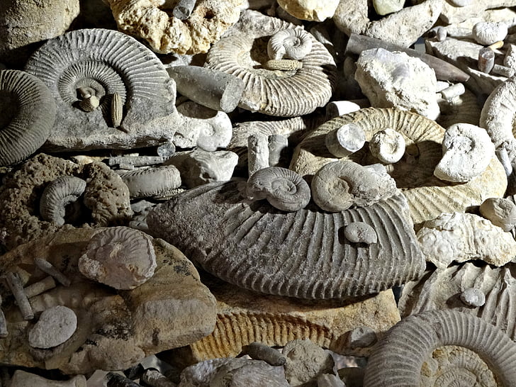 化石, 先史時代, アンモナイト, 博物館