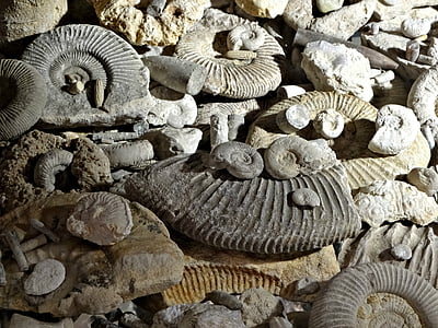 화석, 선사시대, 암 몬, 박물관