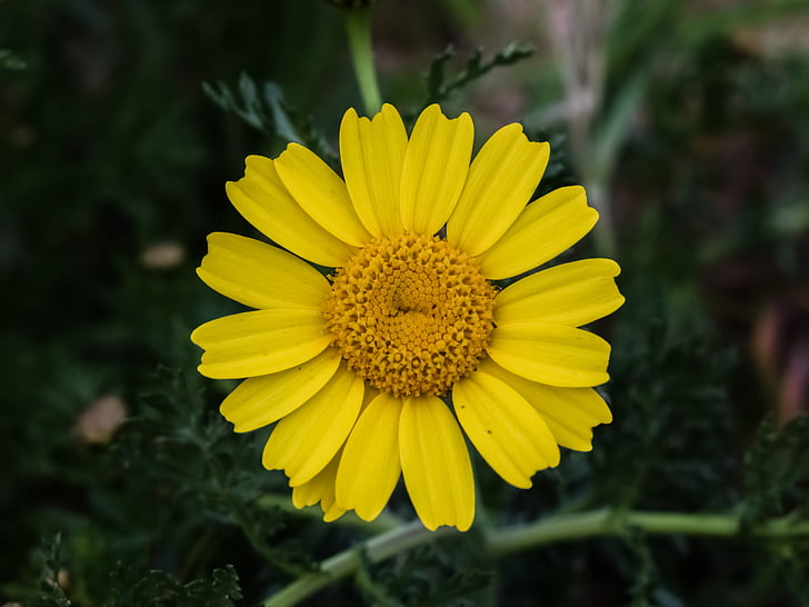 Daisy, kvet, Príroda, jar, žltá, kvet, kvet