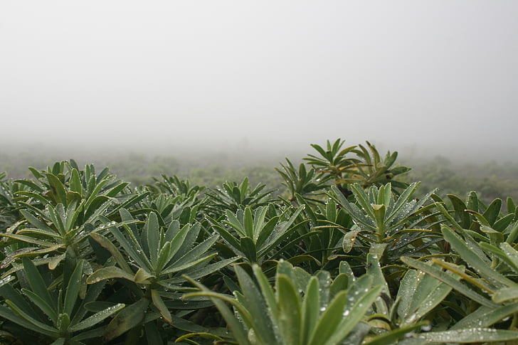 fog, landscape, nature, mood