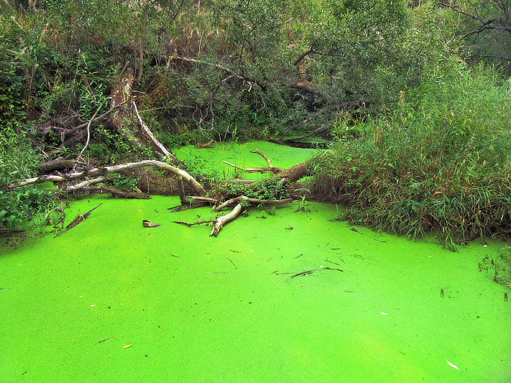 tvenkinys, Žalioji alga, dumbliai, aplinka, žalia, vandens, Gamta