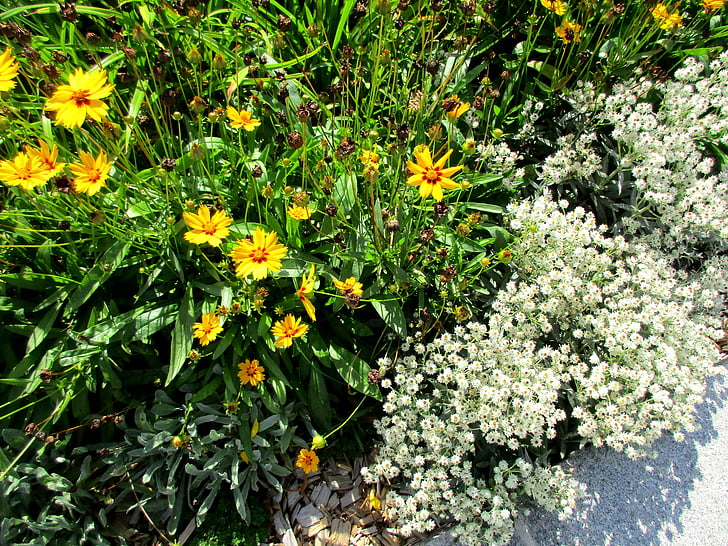 amarillo, flores, Blanco, jardín, cobertura del suelo, cama, verano